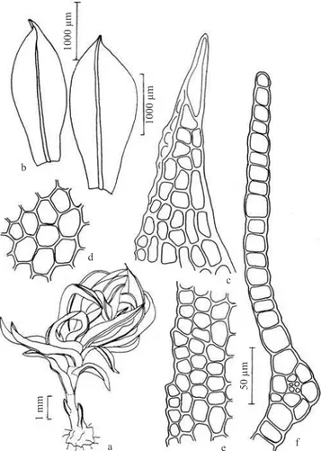 Figura 21. Chenia leptophylla. a. Aspecto geral do gametófi to. 