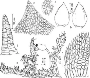 Figure 22. Uleastrum palmicola. a. Habit of gametophyte. b. Habit of gametophyte, moist