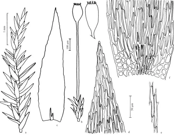 Figura 25. Pterogonidium pulchellum. a. Aspecto geral do gametófi to. b. Esporófi to e gametófi to