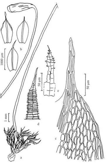Figura 4. Gemmabryum exile. a. Aspecto geral do gametófi to. 