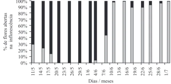 Figura 1. Porcentagem de abertura de ﬂ ores pistiladas (   ) e estaminadas (   ) em inﬂ orescências marcadas (n = 10) de Geonoma  brevispatha (Arecaceae) na Reserva do Clube Caça e Pesca Itororó, Uberlândia, MG, no período de 11/05 a 02/07/2004.