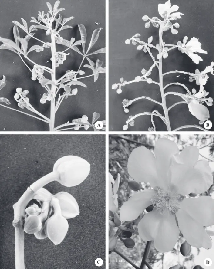 Figura 4. Cochlospermum orinocense. A. Infl orescência jovem. B. Infl orescência totalmente formada