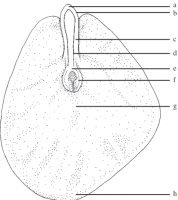 Figura 1. Secção longitudinal do embrião de pau-brasil. 