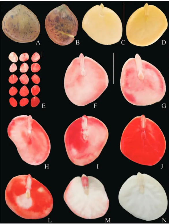 Figura 3. Sementes de pau-brasil submetidas ao teste de tetrazólio. A. Semente intacta