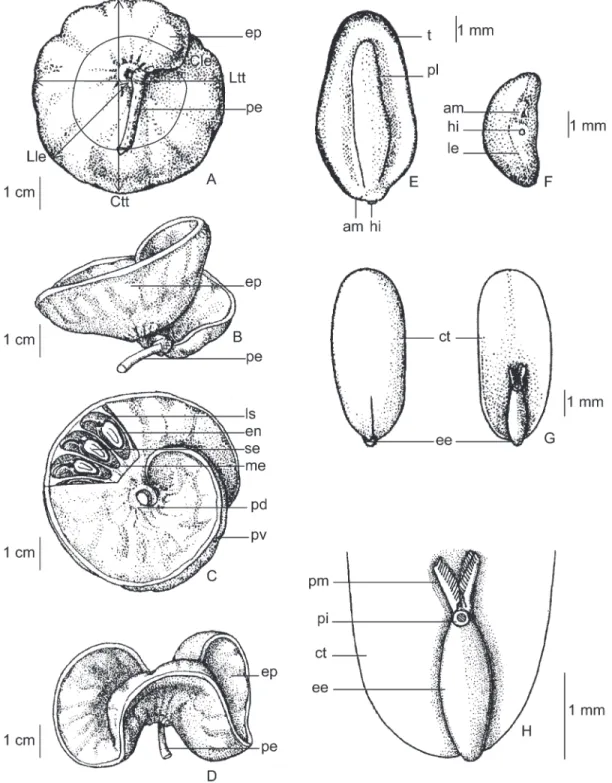 Figura 1. Fruto e semente de Enterolobium schomburgkii coletados em setembro de 2002, matriz A