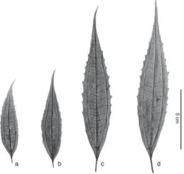 Figura 1. Aspecto da folha de Miconia sellowiana nas diferentes fitofisionomias. a. Floresta Ombrófila Mista.