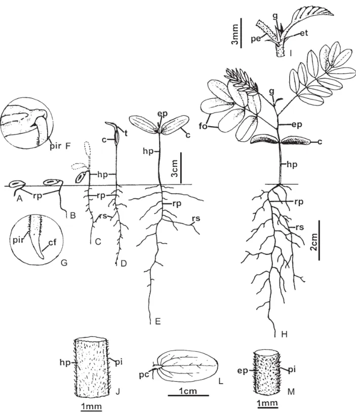Figura 2. Aspectos morfológicos de plântulas de Senna multijuga. A-G. Aspectos da germinação, desde a emissão da raiz primária até emissão dos protófilos