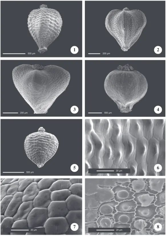 Figure 1-8. Achene surface of Bulbostylis species to the Scanning Electron Microscope