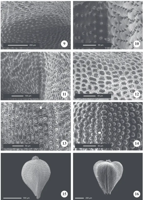 Figure 9-16. Achene surface of Bulbostylis species to the Scanning Electron Microscope