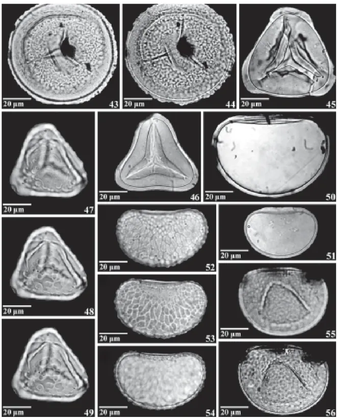 Figure 43-56. Palynomorphs. 43-44. Osmunda (PP): 1 st -2 nd   pl. 45. Dicksonia sellowiana (PP)