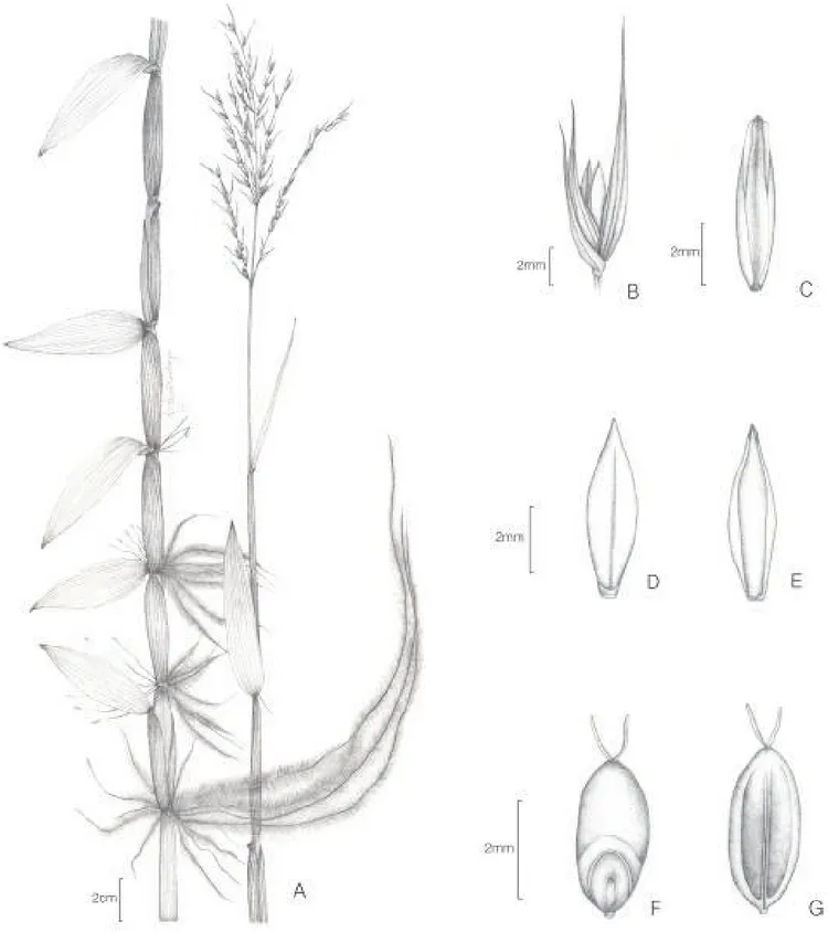 Figura 1. Oplismenopsis najada: A. Colmo e inflorescência; B. Espigueta; C. Pálea do antécio inferior; D