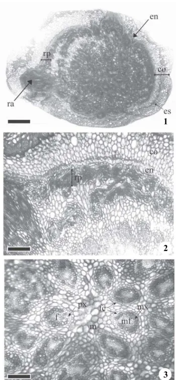 Figure 1-3. Rhizome transverse section of Bulbostylis junciformis (Kunth) C.B. Clarke, with atactostele type of vascular system (stele)