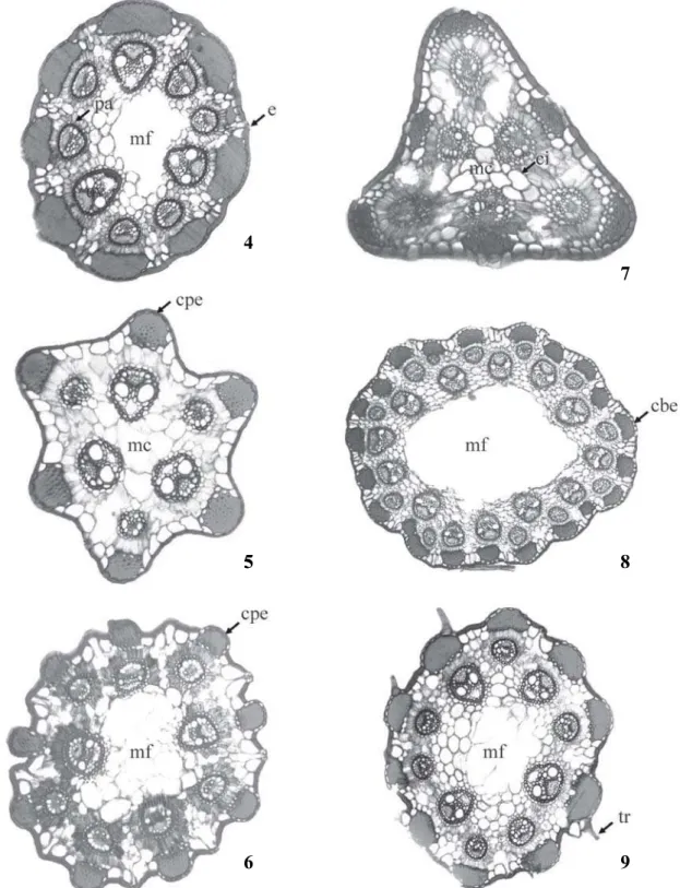 Figure 4-9. Scape transverse section of Bulbostylis. 4. B. sphaerocephala (Boeck.) C.B