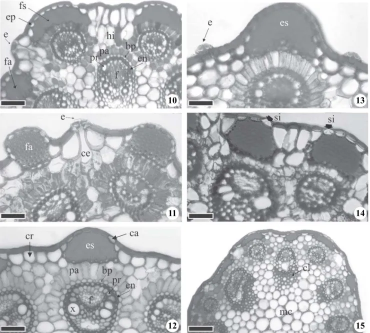 Figure 10-15. Scape transverse section of Bulbostylis. 10. B. lombardii Kral &amp; M.T