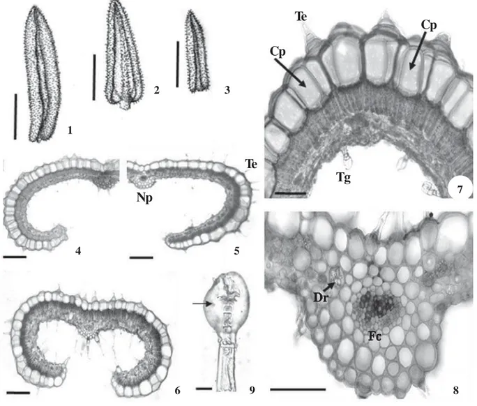 Figura 1-9. Folhas de Marcetia taxifolia 1-3. Vista dorsal das folhas dos morfotipos “Branco”, “Rosa” e “Rosa Cristal”