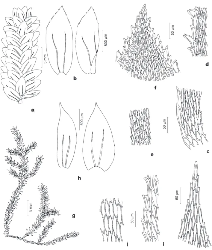 Figura 7. Pilotrichaceae. a-f. Hookeriopsis heterophylla Sehnem. a. Aspecto geral do gametófito