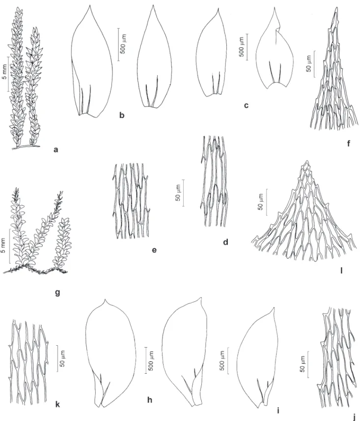 Figura 8. Pilotrichaceae. a-f. Lepidopilum muelleri (Hampe) Spruce. a. Aspecto geral do gametófito