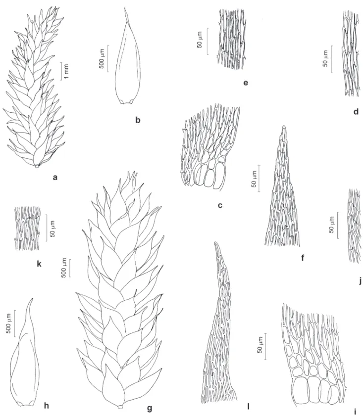 Figura 10. Sematophyllaceae. a-f. Sematophyllum adnatum (Michx.) E. Britton. a. Aspecto geral do gametófito