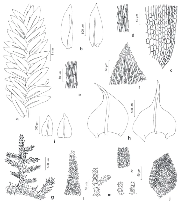 Figura 11. Stereophyllaceae e Thuidiaceae. a-f. Entodontopsis nitens (Mitt.) W.R. Buck &amp; Ireland