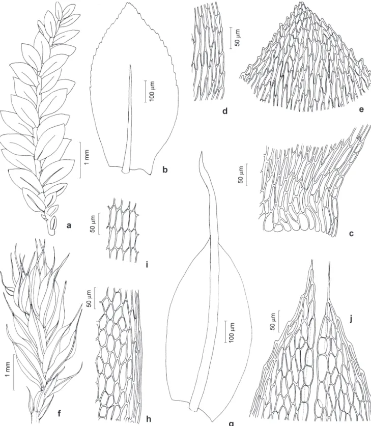 Figura 2. Brachytheciaceae e Bryaceae. a-e. Rhynchostegium riparioides (Hedw.) Cardot