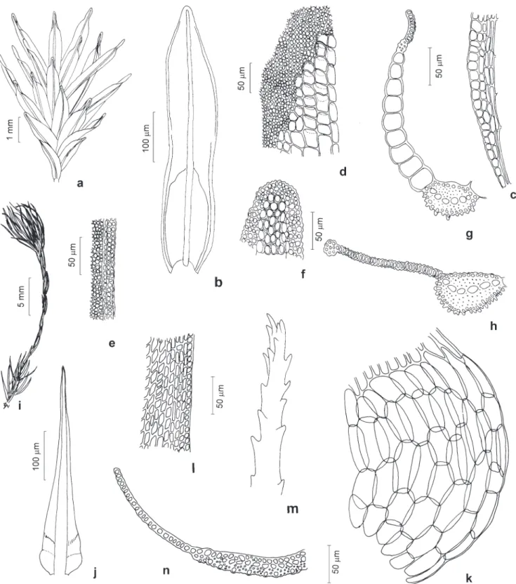 Figura 3. Calymperaceae e Dicranaceae. a-h. Calymperes  erosum Müll. Hal. a. Aspecto geral do gametófito