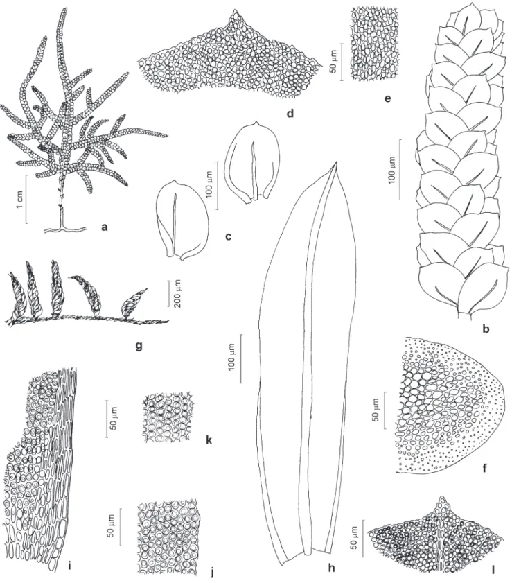 Figura 5. Neckeraceae e Orthotrichaceae. a-f. Homaliodendron piniforme (Brid.) Enroth
