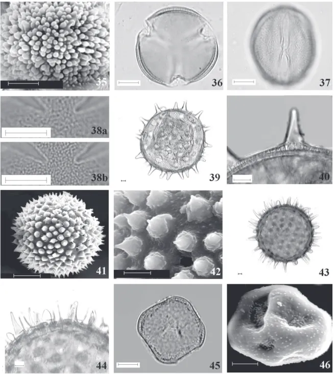 Figura 35-46. Fotomicrografias e eletromicrografias dos grãos de pólen de Euphorbiaceae (35), Lecythidaceae (36-38), Malvaceae (39-44) e Phytolaccaceae (45-46)