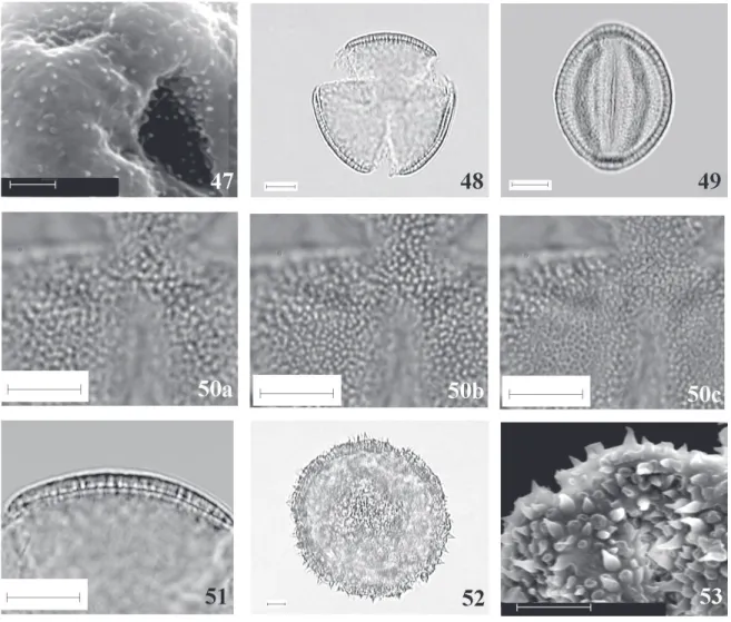 Figura 47-53. Fotomicrografias e eletromicrografias dos grãos de pólen de Phytolaccaceae (47-51) e Portulacaceae (52-53).