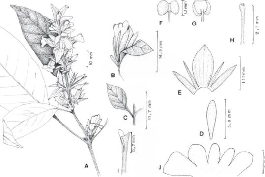 Figura 1. Staurogyne alba D.M. Braz &amp; R. Monteiro. A. Ramo florido. B. Flor isolada