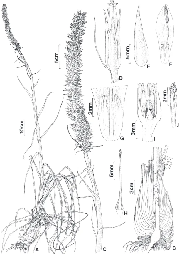 Figura 2. Pitcairnia encholirioides L. B. Sm. A. Hábito e inflorescência. B. Corte longitudinal do bulbo