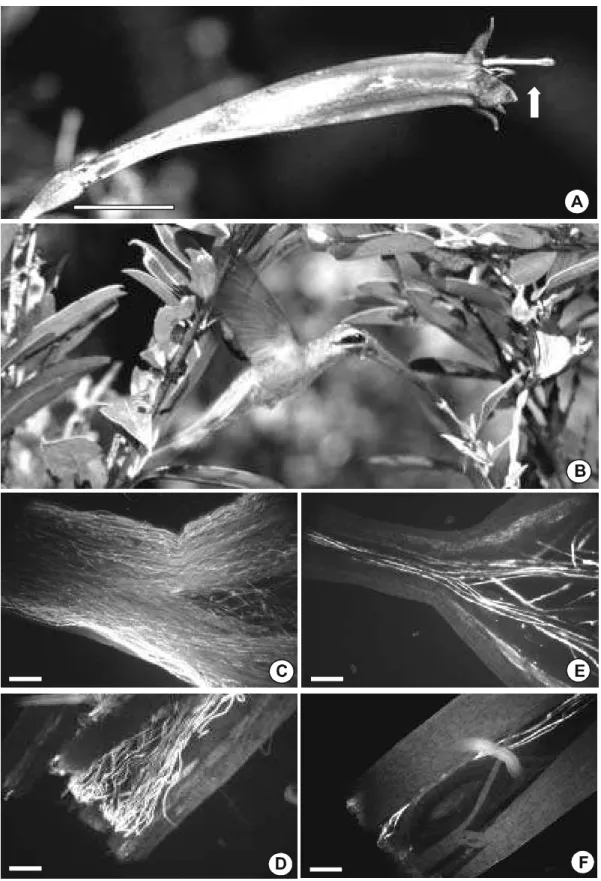 Figura 1. Aspectos morfológicos e polinização de Manettia cordifolia Mart. (Rubiaceae)