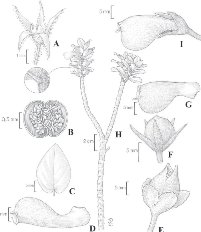 Figura 1. A-B. Anetanthus gracilis. A. Cálice e nectário. B. Fruto em corte transversal
