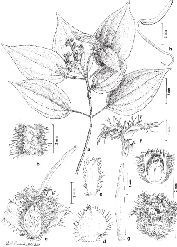 Figura 1. Leandra lapae D’El Rei Souza &amp; Baumgratz: a. Detalhe do ramo florido. b