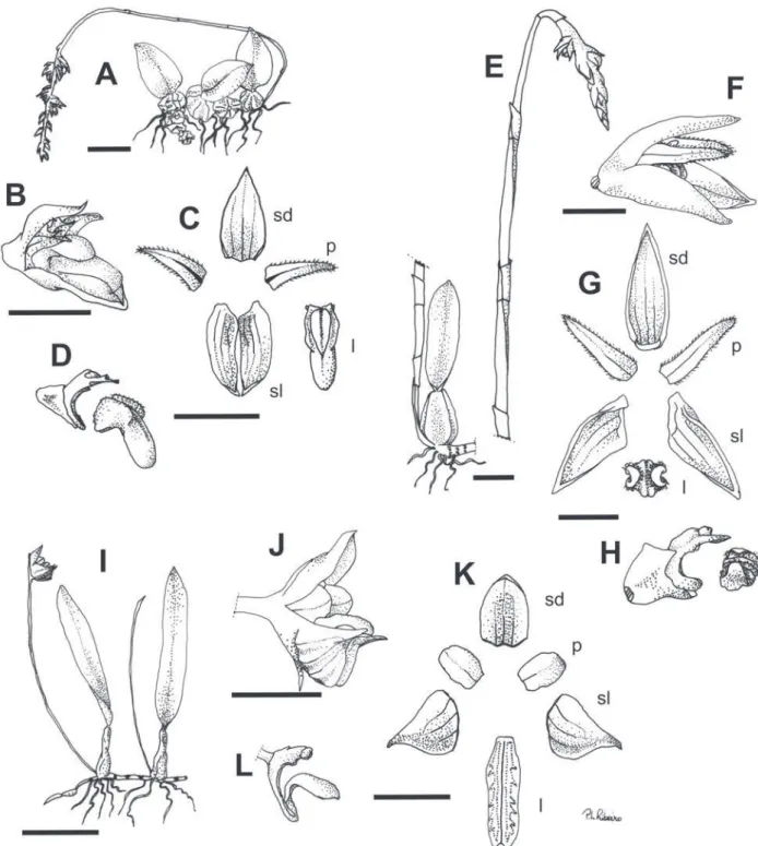 Figura 5. A-D. Bulbophyllum manarae. A. Hábito. B. Flor. C. Peças do perianto. D. Coluna e labelo, vista lateral