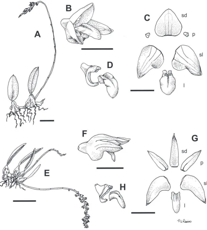 Figura 3. A-D. Bulbophyllum cribbianum. A. Hábito. B. Flor. C. Peças do perianto. D. Coluna e labelo, vista lateral.