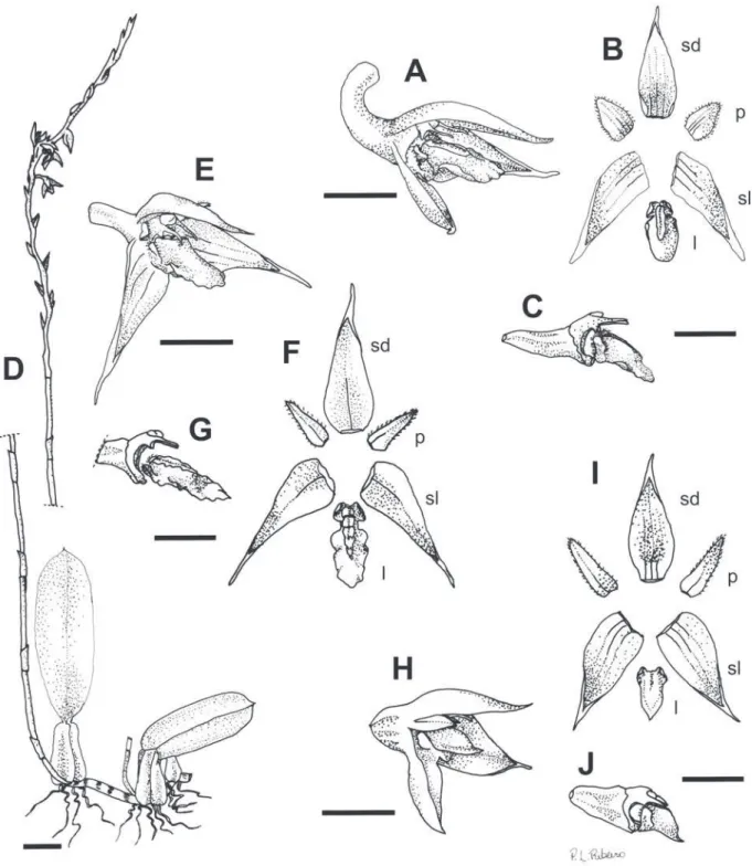 Figura 4. A-C. Bulbophyllum involutum. A. Flor. B. Peças do perianto. C. Coluna e labelo, vista lateral