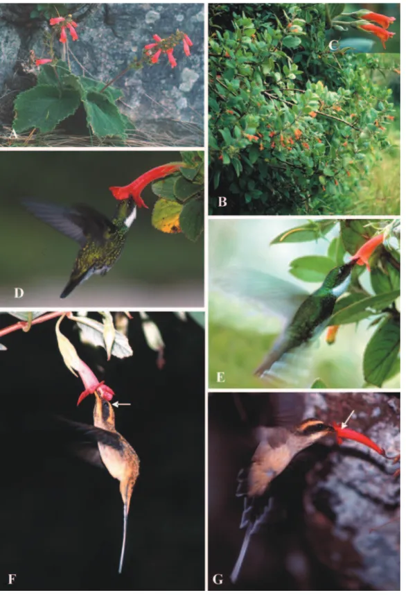 Figura 1. Sinningia cochlearis (A) com duas inflorescências e várias flores. Hábito arbustivo de Vanhouttea calcarata (B) e detalhe das flores axilares (C)