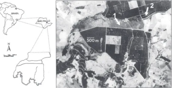 Figure 1. Localization of studied areas in “cerrado” (arrow 1) and plantation (arrow 2) in Estação Ecológica de Moji-Guaçu, Moji-Guaçu, SP