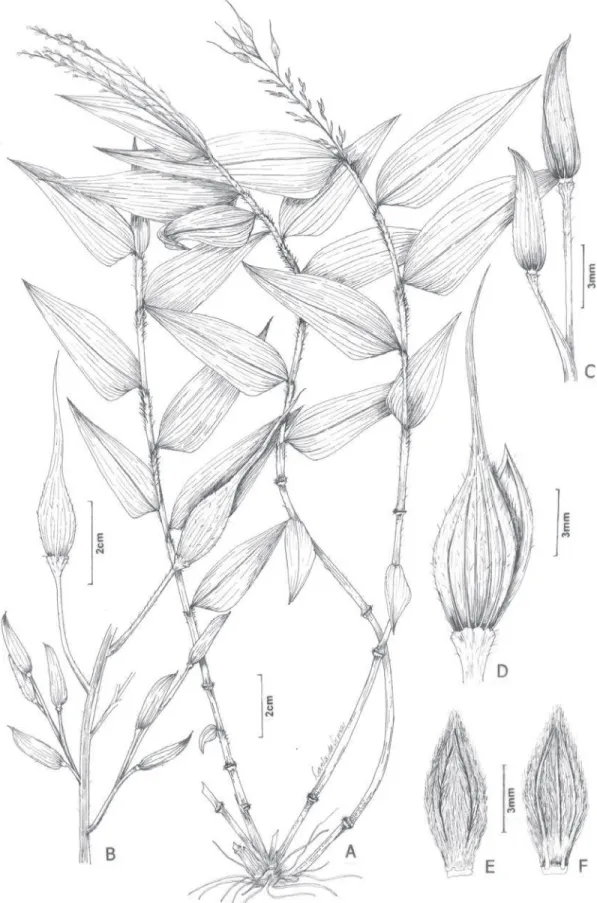 Figura 1. Olyra bahiensis. A. Hábito. B. Detalhe da inflorescência. C. Espiguetas masculinas
