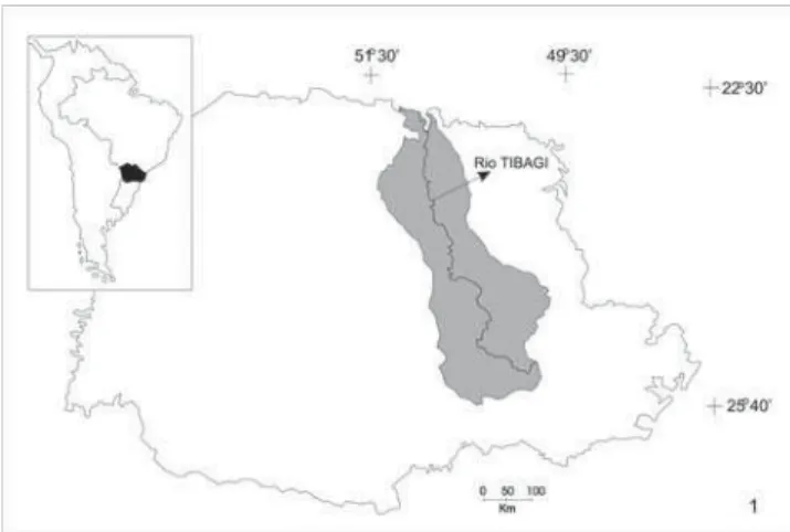 Figure 1. Localization of the Tibagi River bank (  ) in Parana State (  ).
