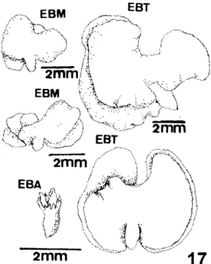 Figure 17. Tabebuia ochracea, five embryos from the same dissected ripe polyembryonic sees