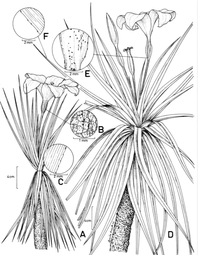 Figura 1. A-C. Vellozia obtecta. A. Hábito com flor. B. Detalhe das emergências do hipanto