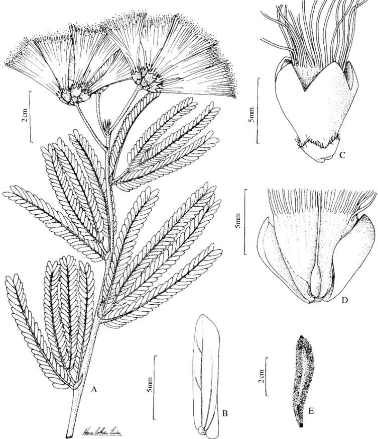 Figura 1. Calliandra geraisensis. A. hábito. B. folíolo, face abaxial mostrando os tricomas tectores e glandulares no detalhe.