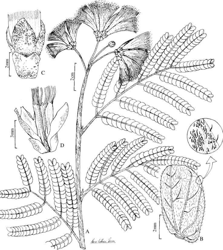Figura 2. Calliandra imbricata: A. hábito. B. folíolo, face abaxial. C. flor ilustrando o perianto e a base do tubo estaminal.
