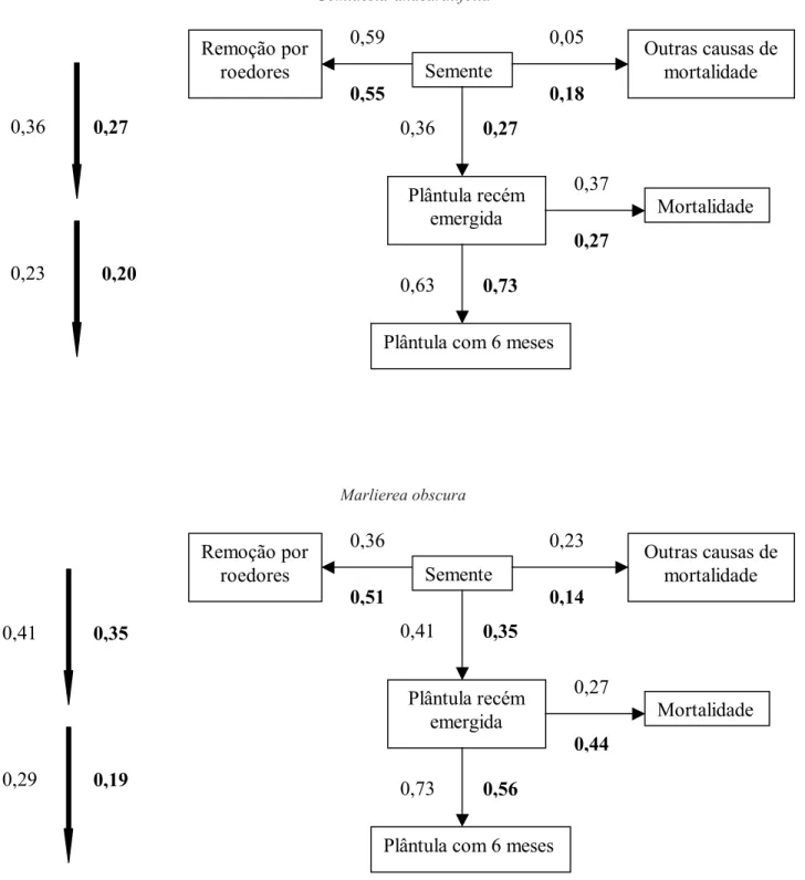 Figura 3. Probabilidades de transição e de mortalidade (dado em proporção) de sementes e plântulas de Gomidesia anacardiifolia e  Marlierea obscura nos tratamentos isolado e agrupado (valores em negrito)