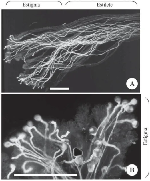 Figura 4. Crescimento de tubos polínicos em estigma e parte do estilete de Palicourea macrobotrys em flor autopolinizada, após quatro horas (barra = 1 mm).