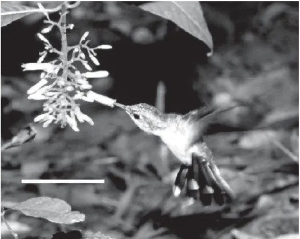 Figure 5. A female individual of Thalurania furcata visiting flowers of P. macrobotrys in the Panga Ecological Station, Uberlândia, MG (bar = 5 cm).