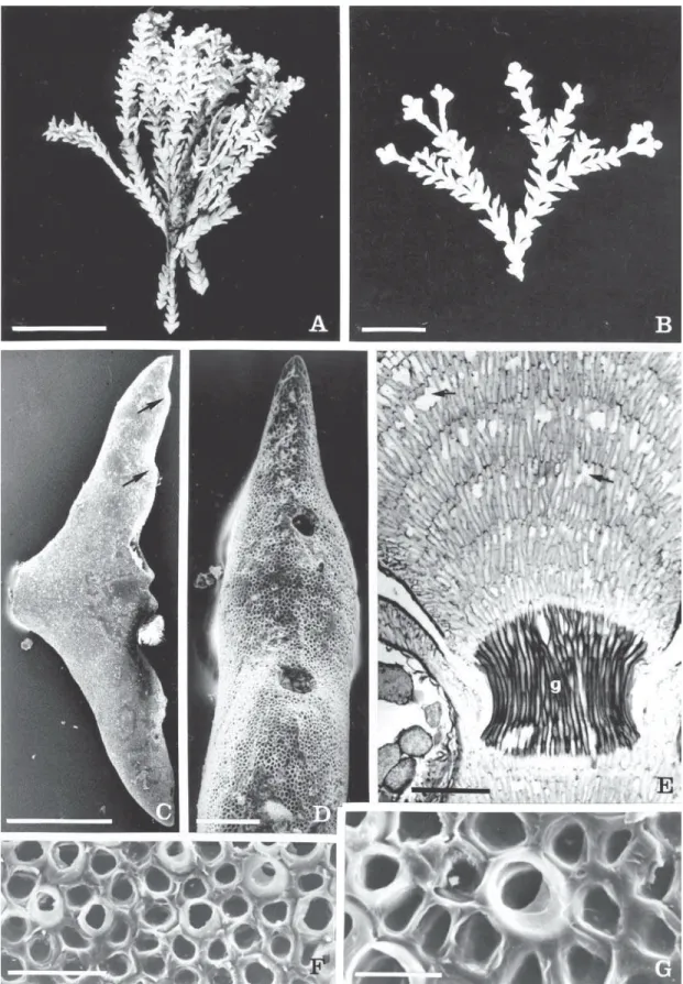 Figura 1 A-G. Cheilosporum cultratum. A. Aspecto geral da planta (1 cm). B. Detalhe do ramo mostrando ramificação dicotômica e intergenículos apresentando lobos abertos (3 mm)
