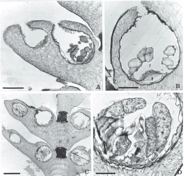 Figura  2  A-D.  Cheilosporum  cultratum.  A.  Corte  longitudinal  do  intergenículo  portando  conceptáculos  femininos/