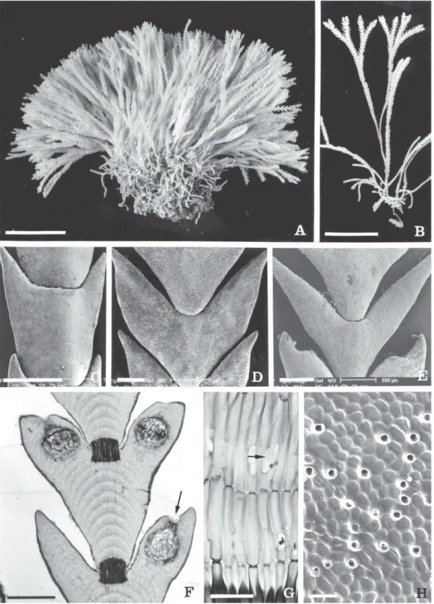 Figura 3 A-H. Cheilosporum sagittatum. A. Tufo mostrando base estolonífera (1 cm). B. Ramo portando ramificação dicotômica característica (1 cm)
